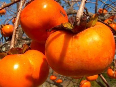 Trabzon Hurması Fidanı (Cennet Elması)