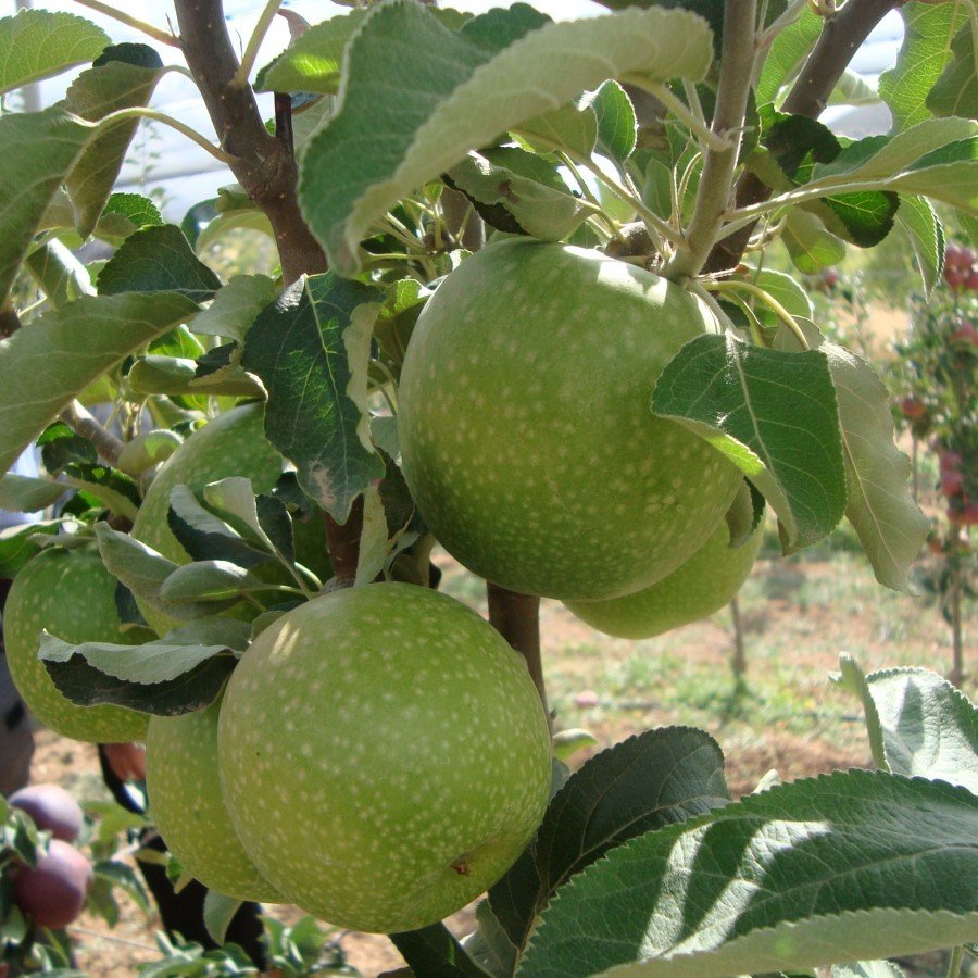 Granny Smith